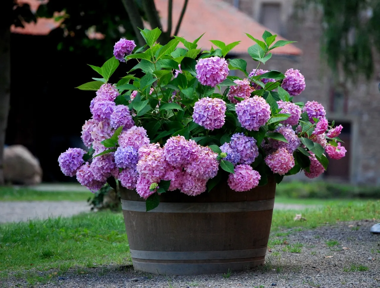 Piękne, fioletowe hortensje na tarasie w drewnianej beczce.