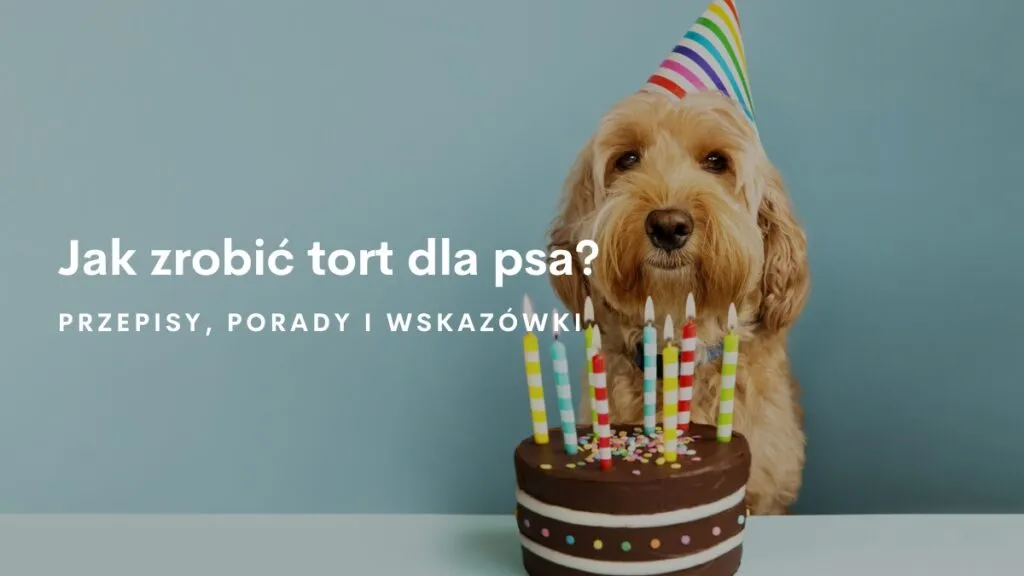 Zdjęcie Jak zrobić tort dla psa, który zachwyci Twojego pupila i jest bezpieczny