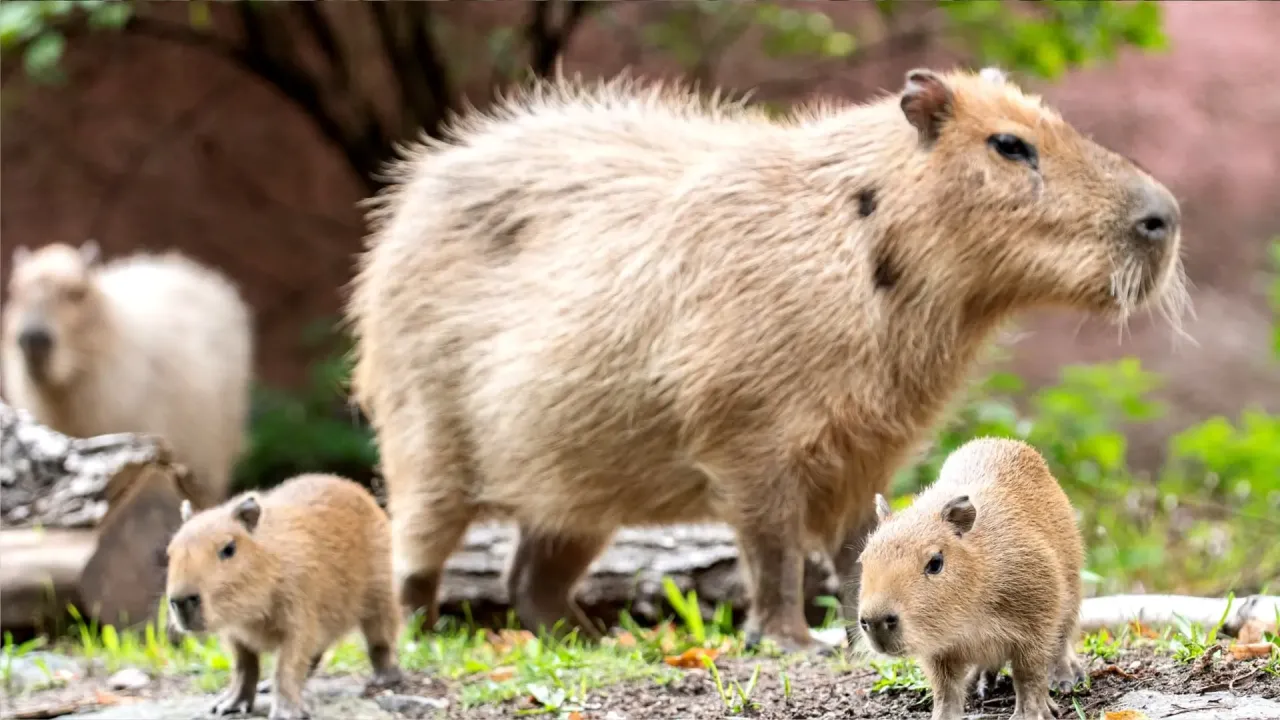 kapibara w polskim zoo