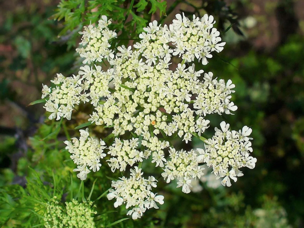 Szalej jadowity wygląd i siedlisko