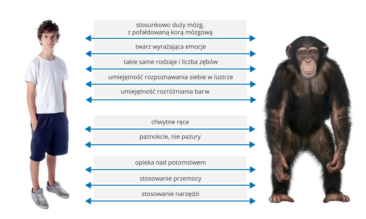 Osobowość ludzka ewolucja i stałość