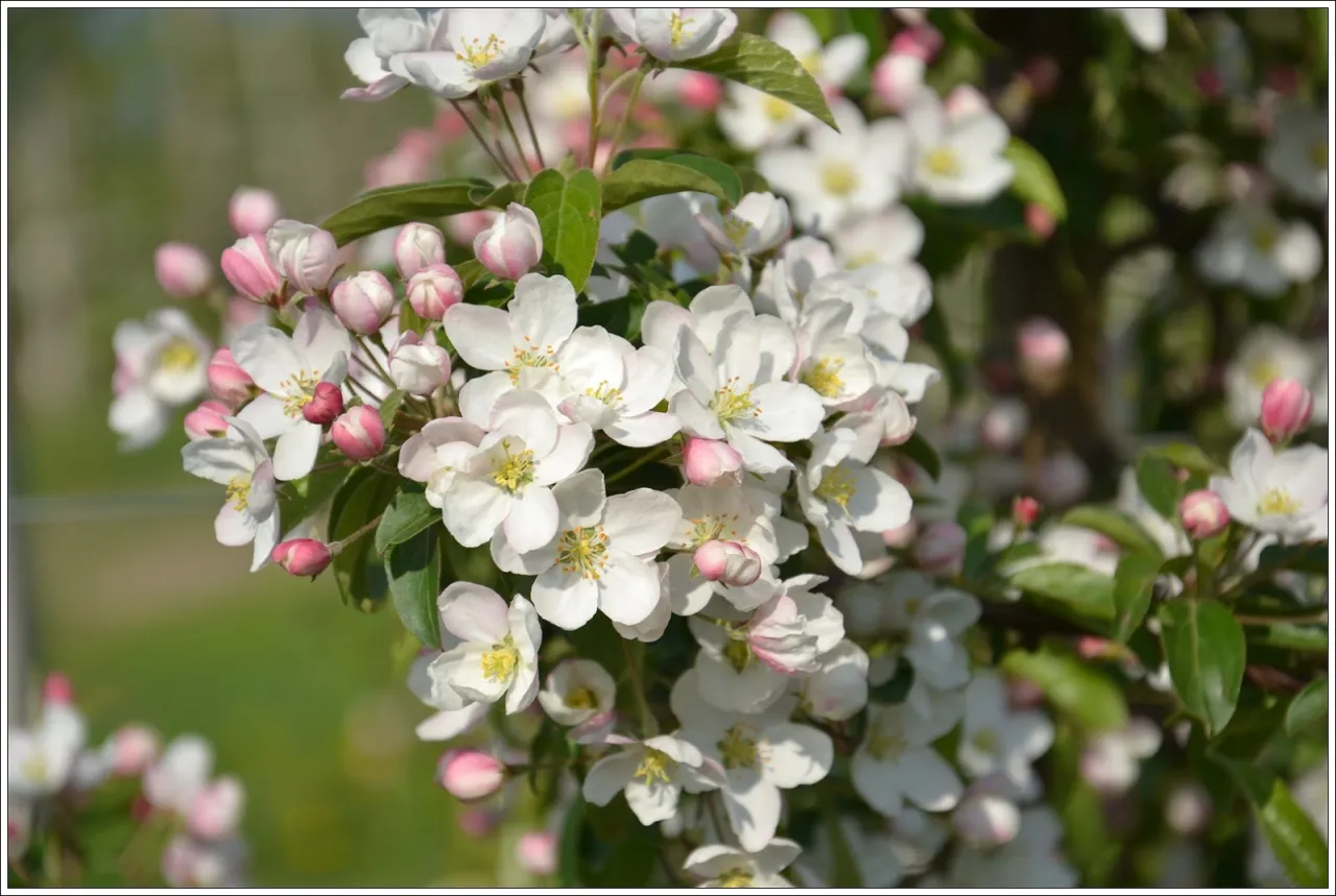 Kwitnąca jabłoń w sadzie