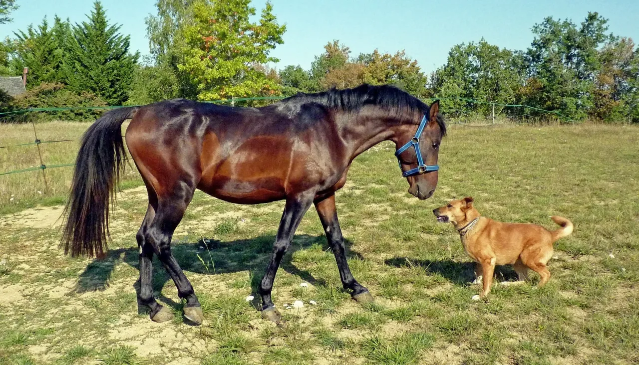 Koń i pies obok siebie, porównanie