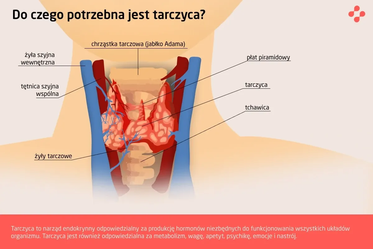 budowa tarczycy, badanie krwi hormony tarczycy, wolna tyroksyna