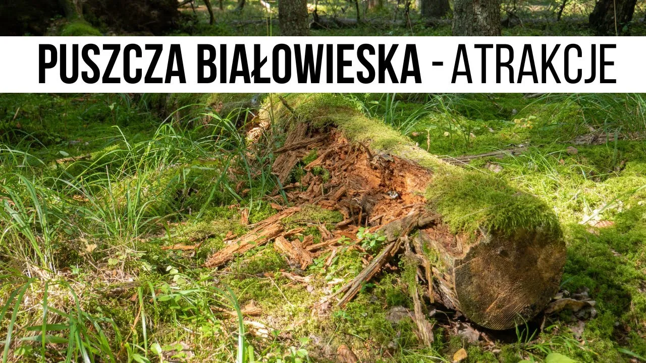 Zdjęcie Najciekawsze atrakcje w Puszczy Białowieskiej, które musisz zobaczyć