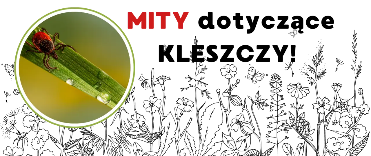 Kleszcz na źdźble trawy