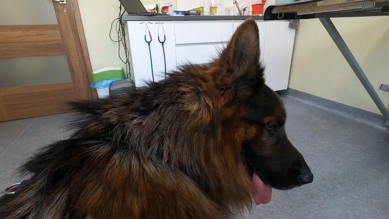 owczarek niemiecki u weterynarza