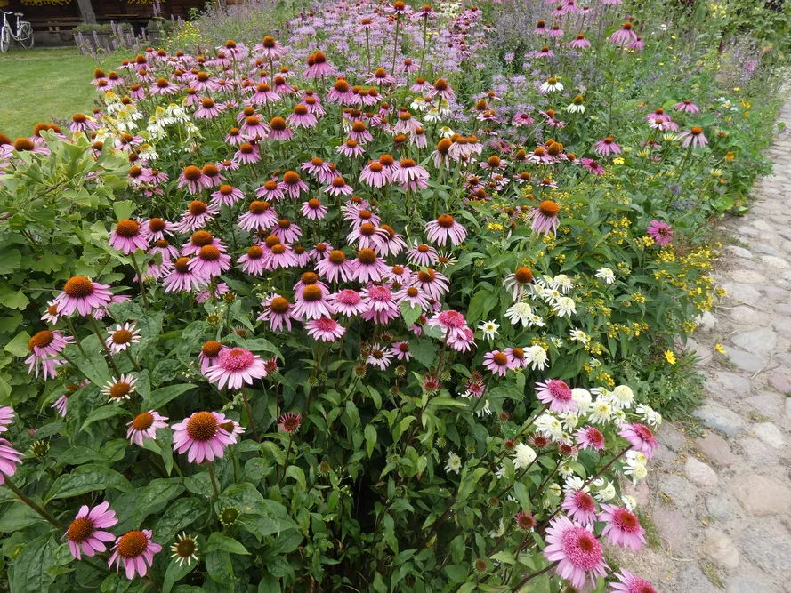 Rośliny na słoneczną rabatę przy ścieżce