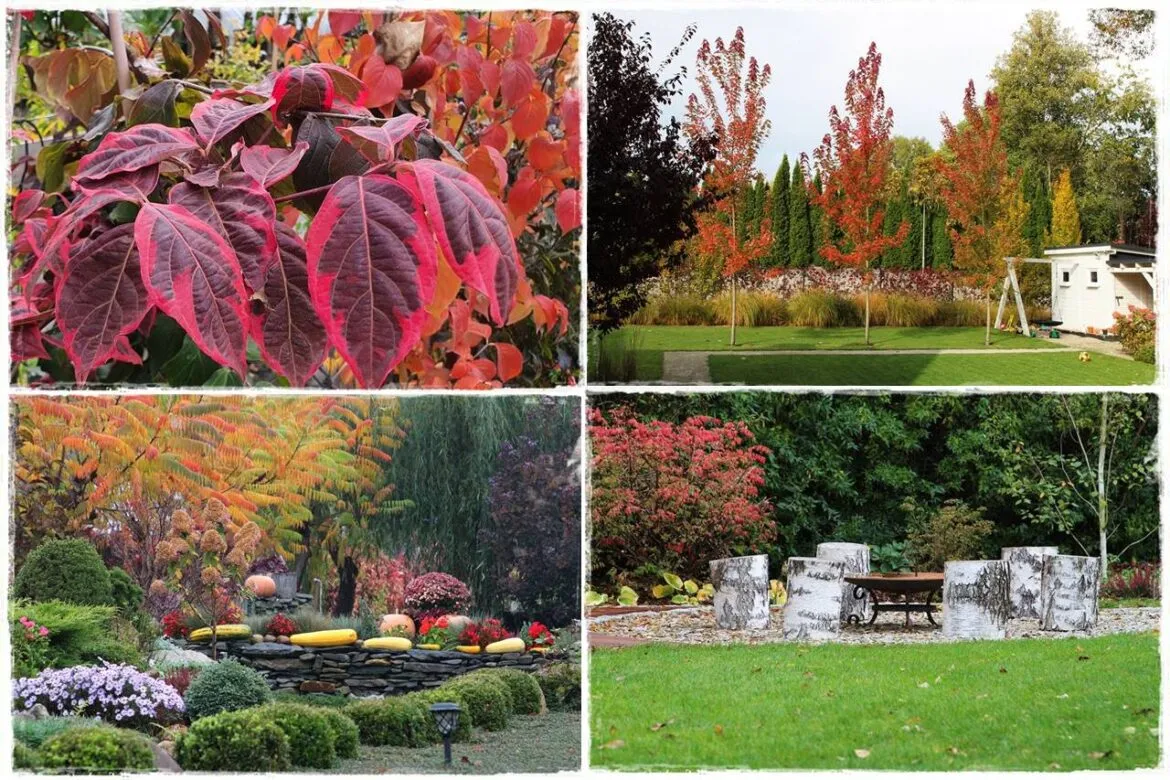 kwitnące drzewa ozdobne jesienne liście