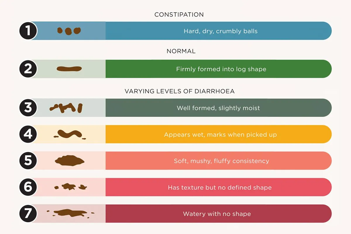 Bristol Stool Chart dla psa