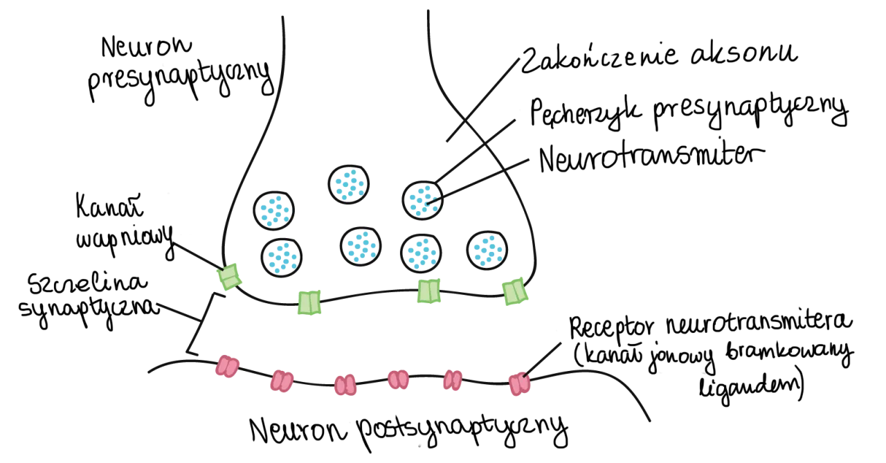 schemat synapsy chemicznej z neuroprzekaźnikami