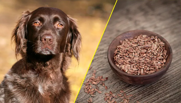siemię lniane dla psa mielone i całe