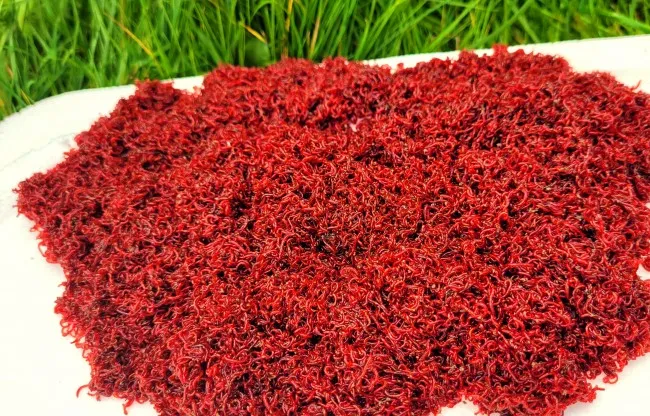 żywe dodatki do zanęty, jokers pinka kastery