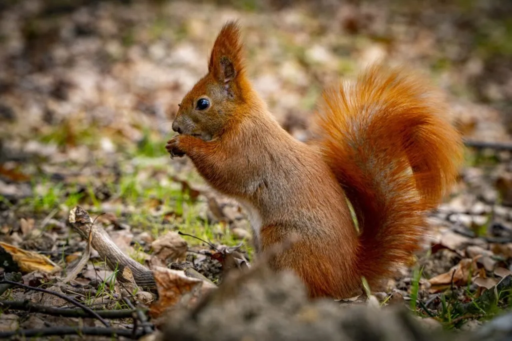 fotografia przyrody 75-300 wiewi&oacute;rka ptak sarna