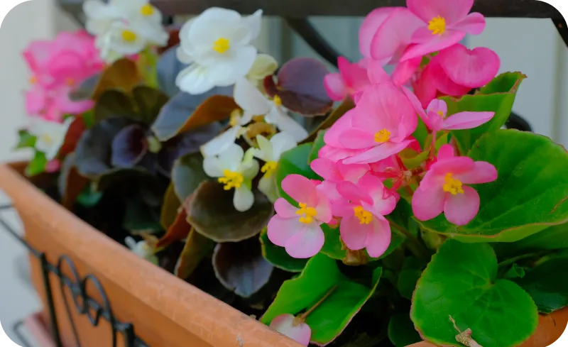 Rośliny na balkon północny kompozycje