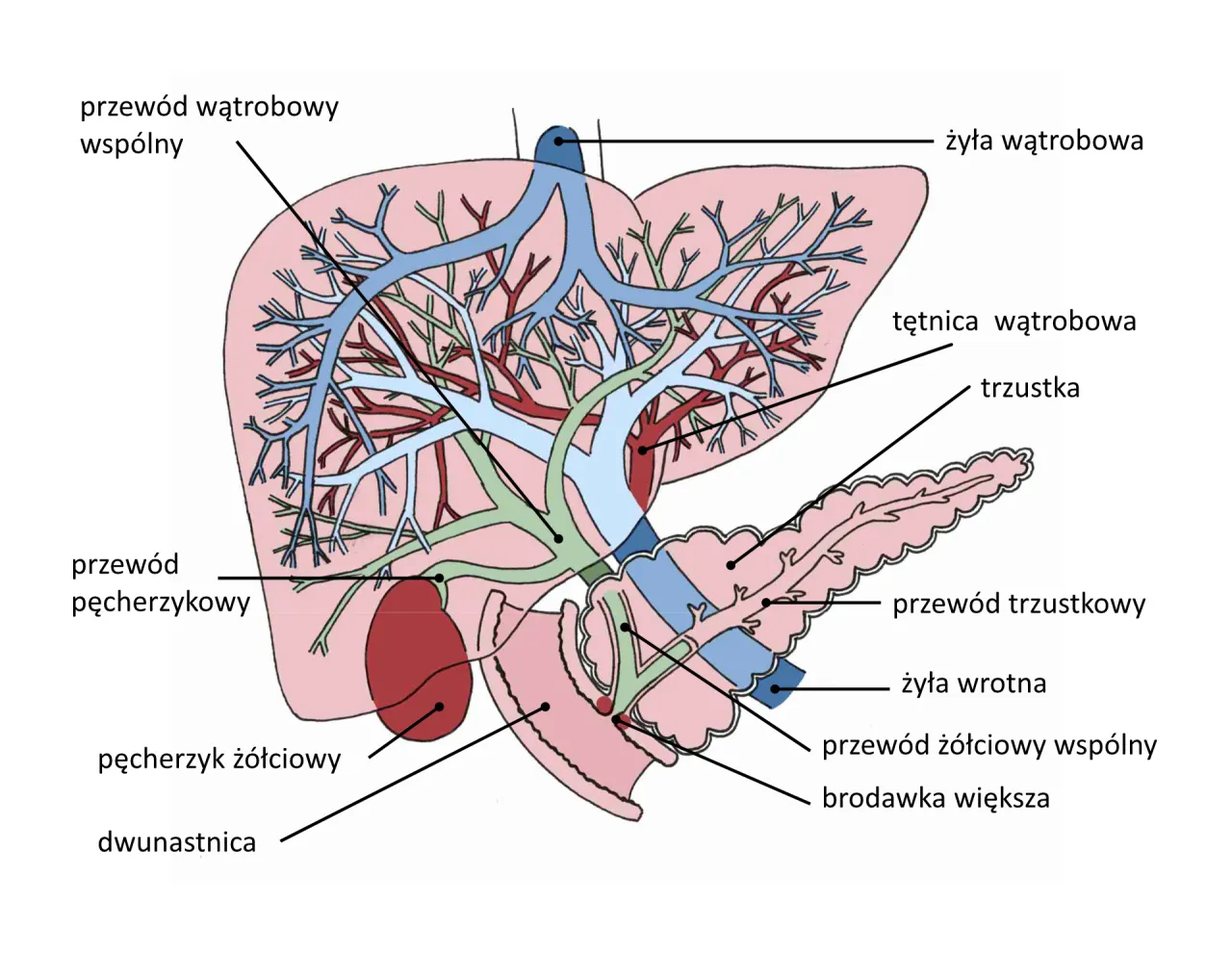 schemat wątroby i enzymy