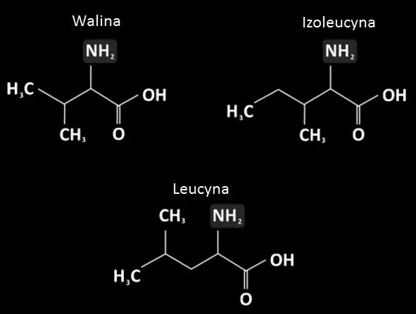 BCAA struktura chemiczna aminokwasów rozgałęzionych