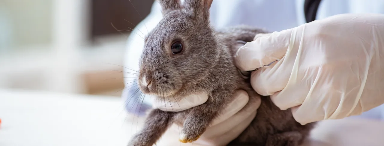 weterynarz bada kr&oacute;lika