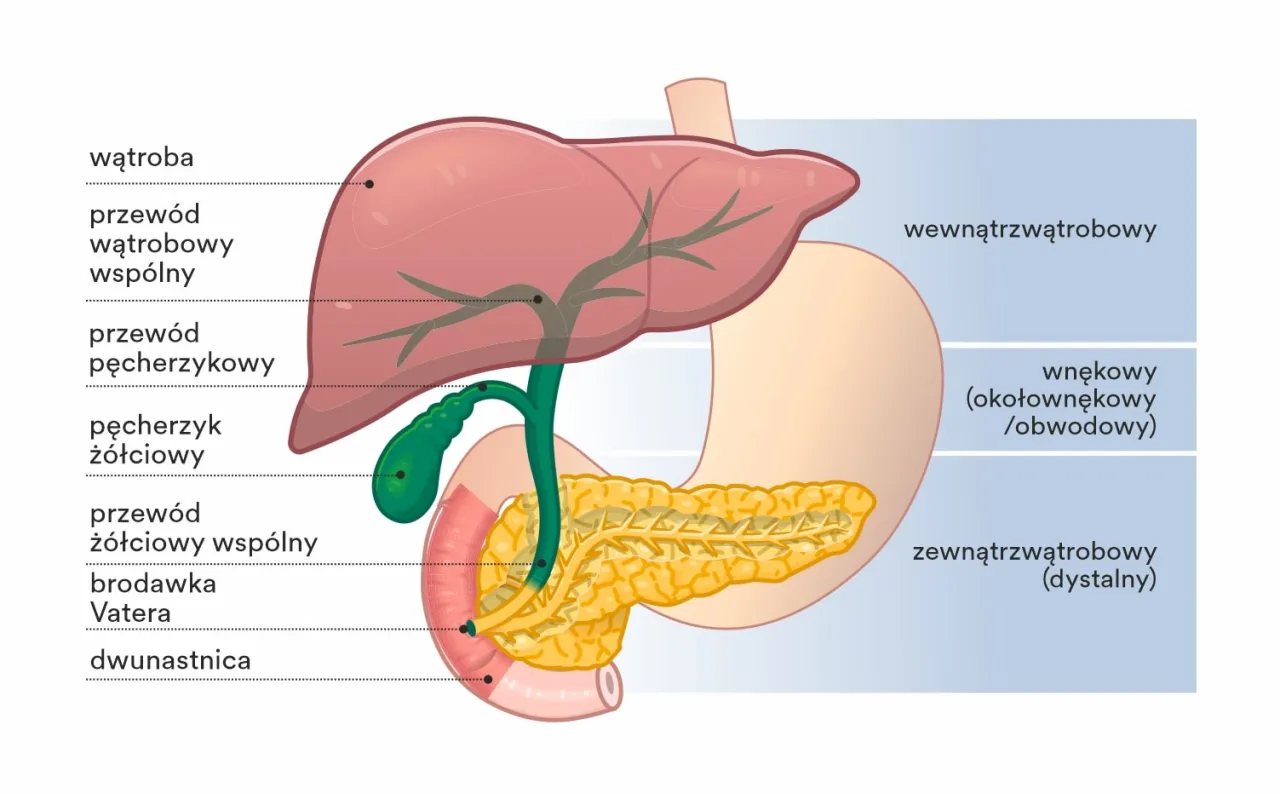 anatomia pęcherzyka ż&oacute;łciowego i jelit