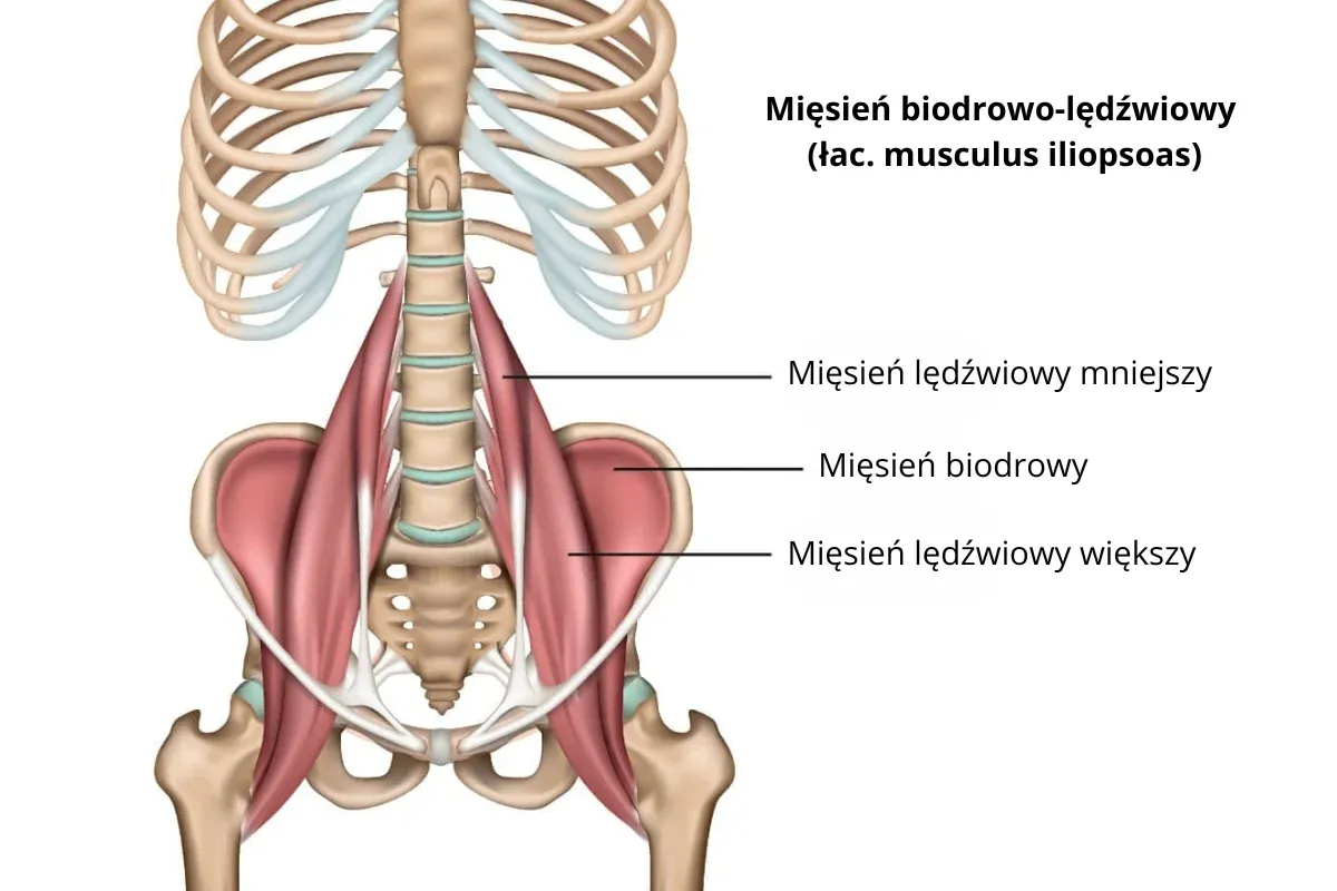 Anatomia mięśnia biodrowo-lędźwiowego, pokazująca jego połączenie z kręgosłupem i miednicą.