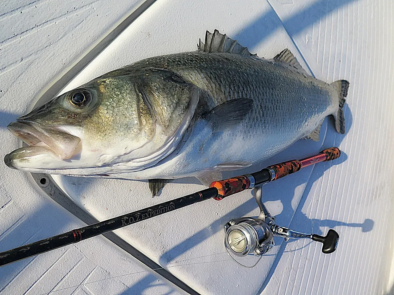 Duży okoń leży obok wędki z kołowrotkiem. Jaki groch na ryby, że taki okaz!