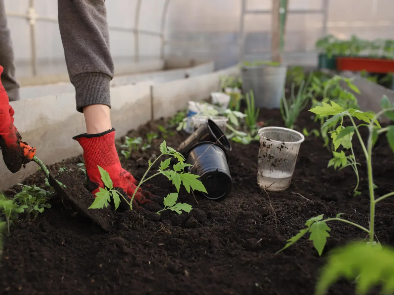 Ręce w czerwonych rękawiczkach sadzą pomidory do gruntu. Widać łopatkę, doniczki i młode rośliny.