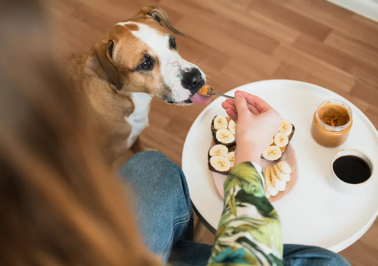 pies zjadł orzechy weterynarz pomoc