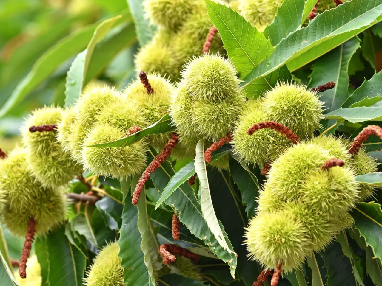 kwiaty męskie i żeńskie kasztana jadalnego