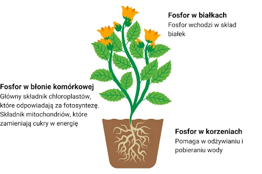 objawy niedoboru fosforu infografika