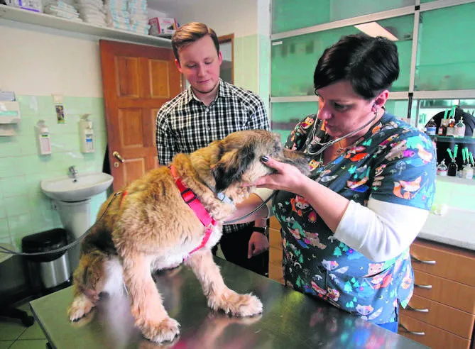 zatroskany właściciel szczeniaka