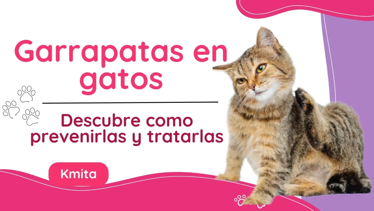 Zdjęcie ¿A los gatos se les pega las garrapatas? Riesgos y prevención esenciales