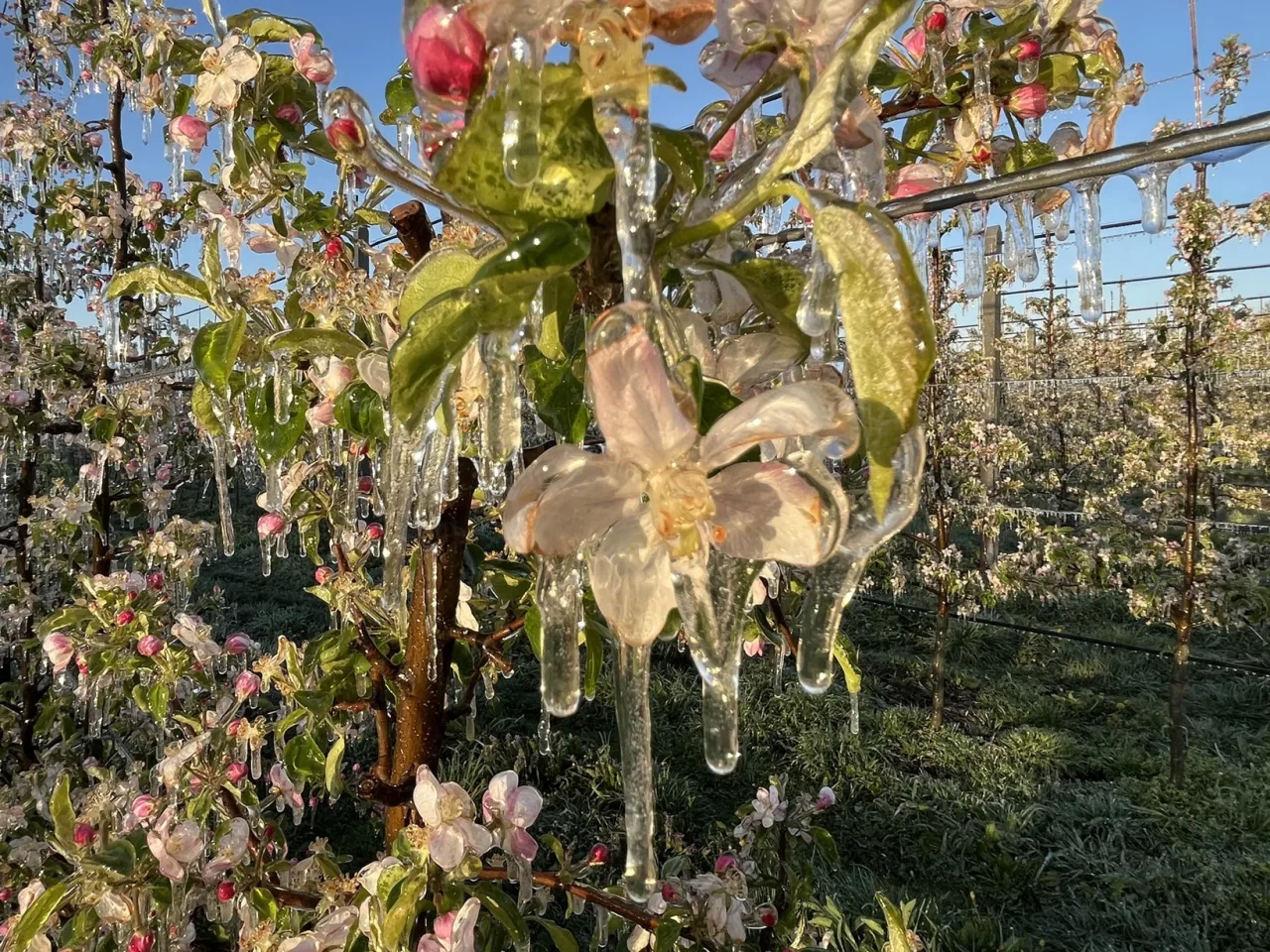 Mroźne aktualności sadownicze: kwitnące jabłonie pokryte lodem, tworzącym sople. Piękny, choć niebezpieczny widok dla sadownik&oacute;w.