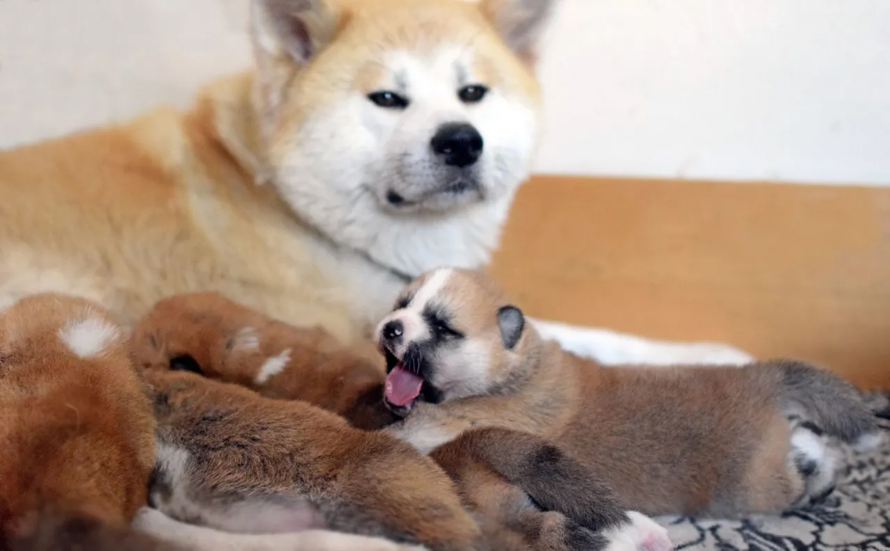 Szczęśliwa mama Akita Inu czuwa nad swoimi maleńkimi szczeniaczkami, pokazując, kiedy suka może mieć szczeniaki.
