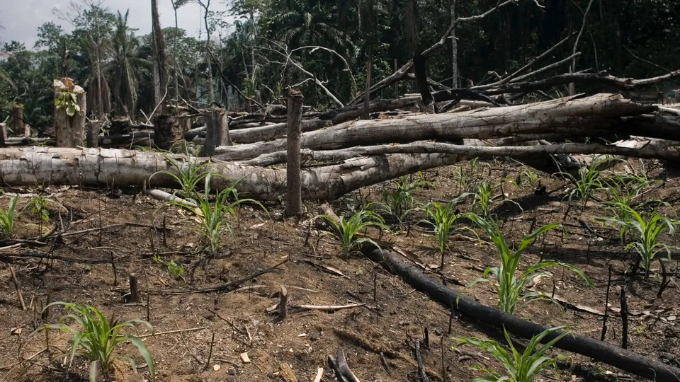 Wylesianie Afryka skutki rolnictwa żarowego