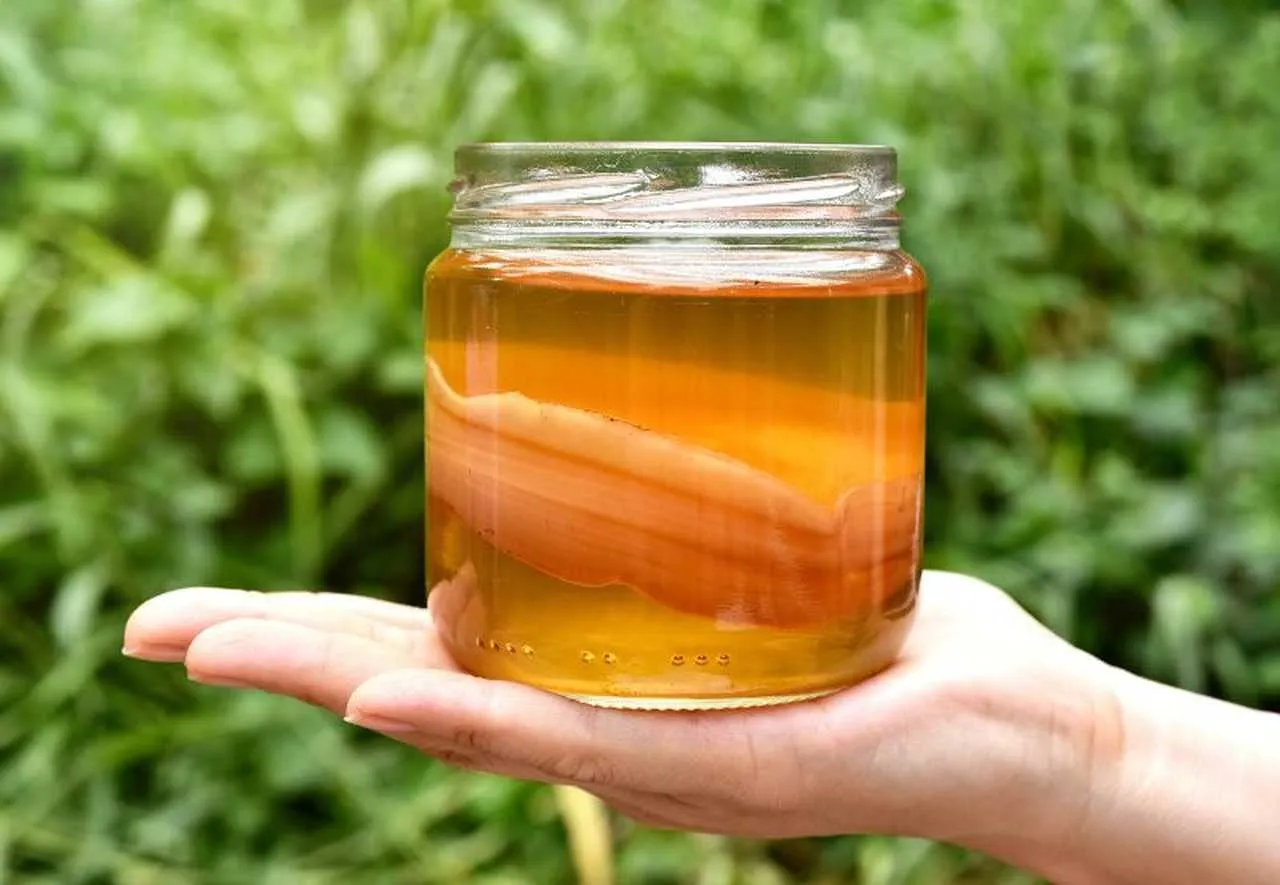 domowa kombucha korzyści zdrowotne