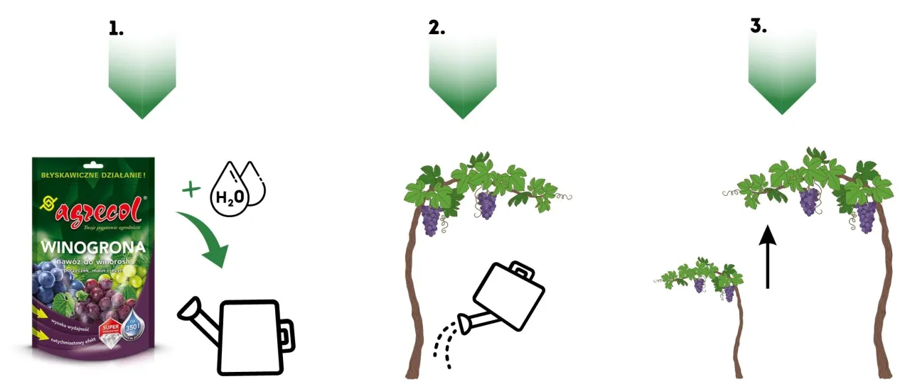 skład nawozu gołębiego infografika