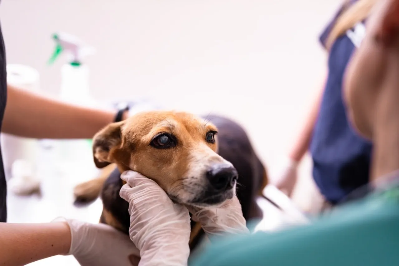 szczęśliwy pies po czipowaniu