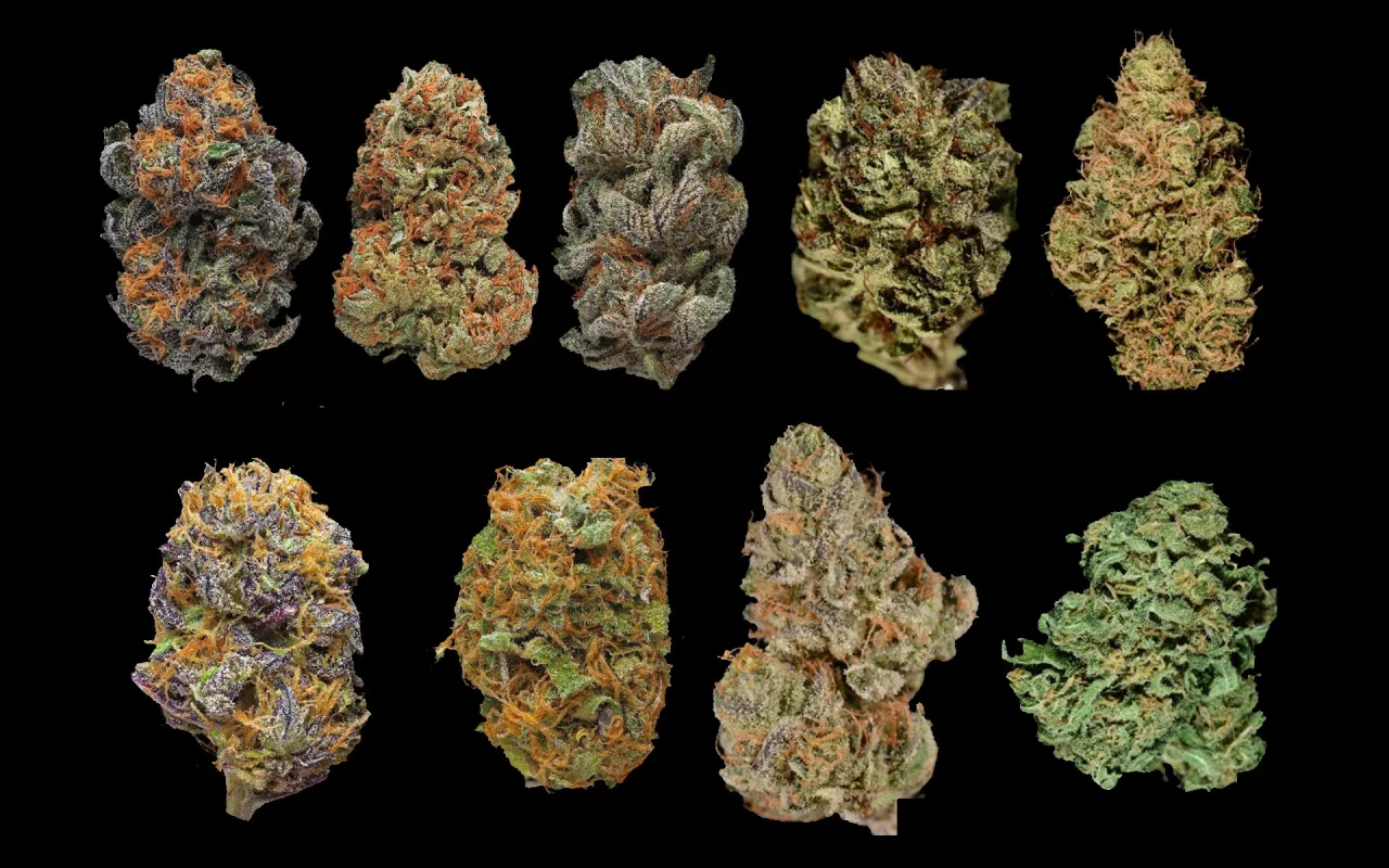 r&oacute;żne odmiany marihuany indica sativa automatyczne