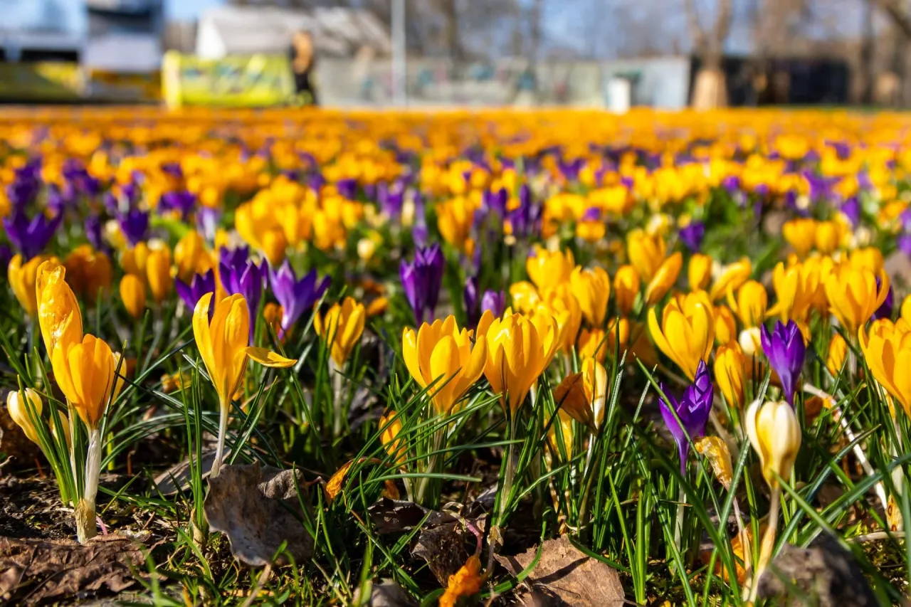 kwitnące krokusy w ogrodzie