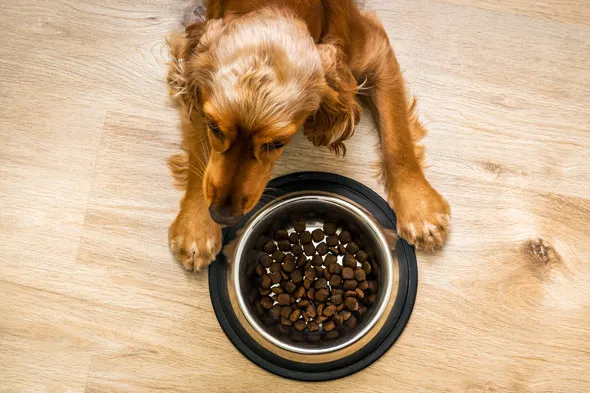 pies z miską karmy z kaszą pęczak