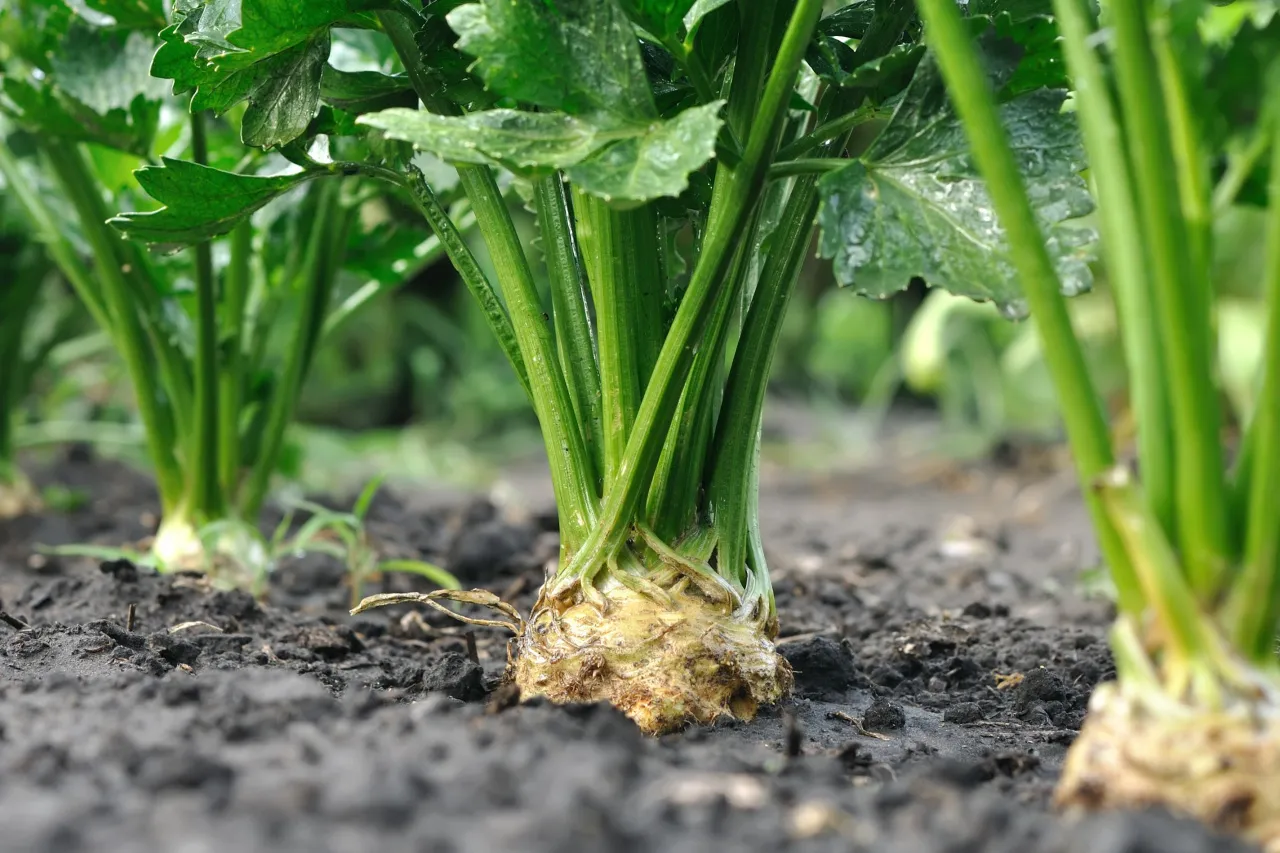 różnica między selerem naciowym a korzeniowym