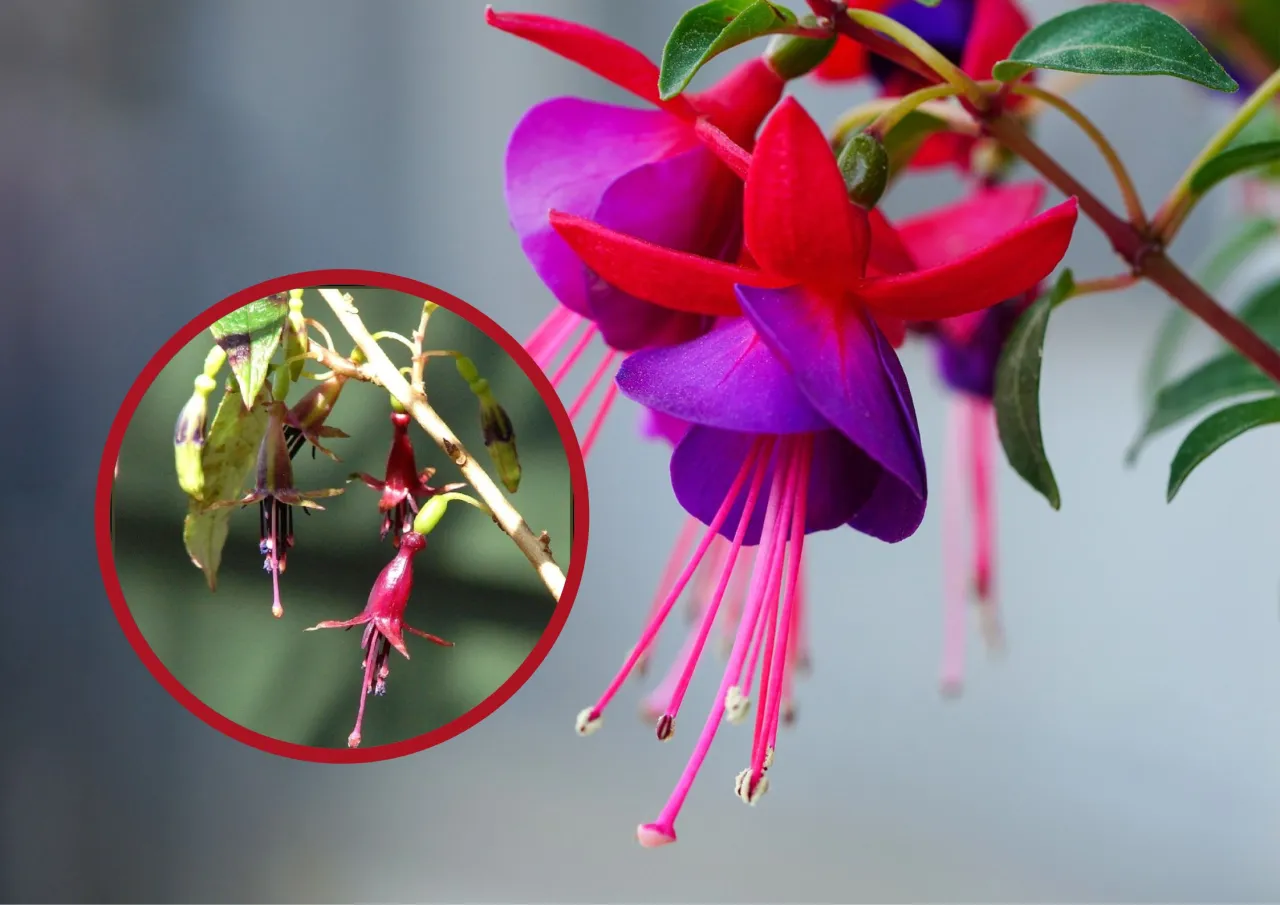 Fuksja z opadającymi pąkami lub liśćmi