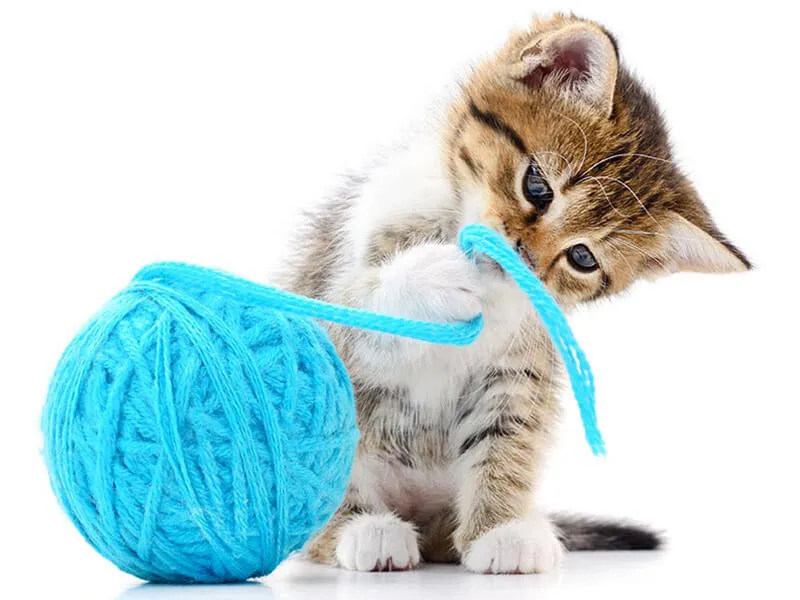 kot bawiący się z właścicielem w domu