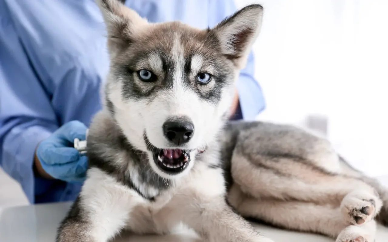 Pies z plackowatym wyłysieniem