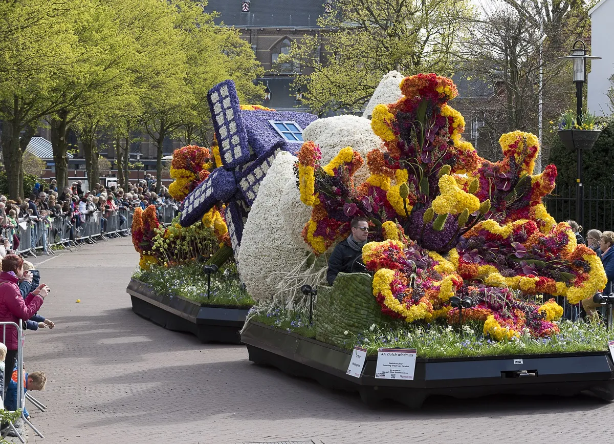 Kwiatowe parady w Holandii, gdy kwitną tulipany, zachwycają kolorami. Widać tu wóz z wiatrakiem i bujne dekoracje.