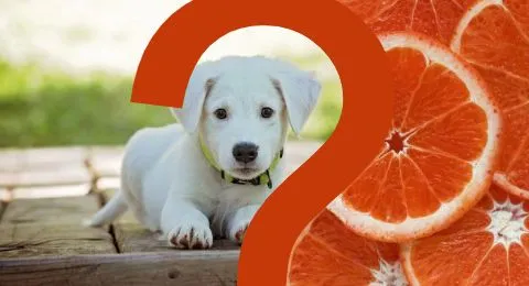 Zdjęcie Czy pies może jeść pomarańcze? Uwaga na te zagrożenia!