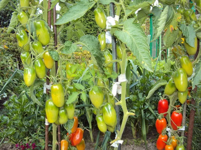 pomidory lima na krzaku