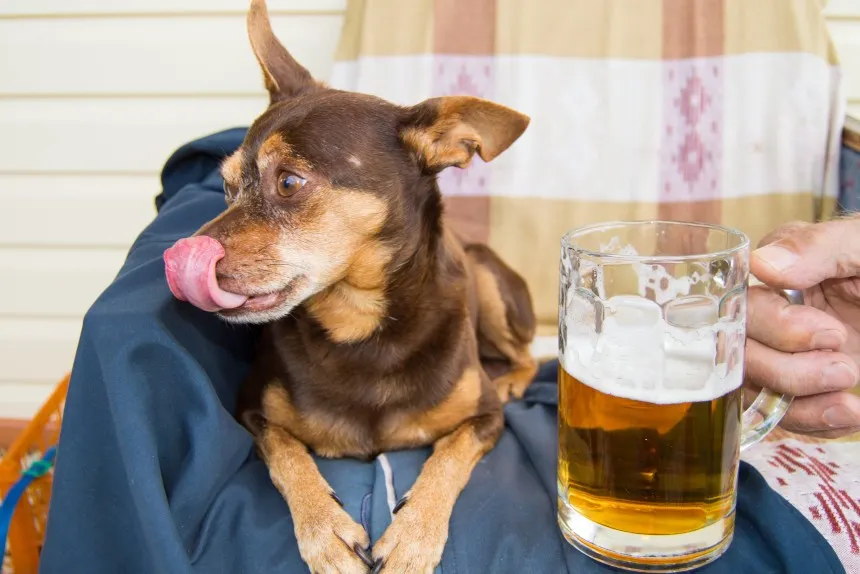 pies i piwo zagrozenia, pies nie może pić piwa