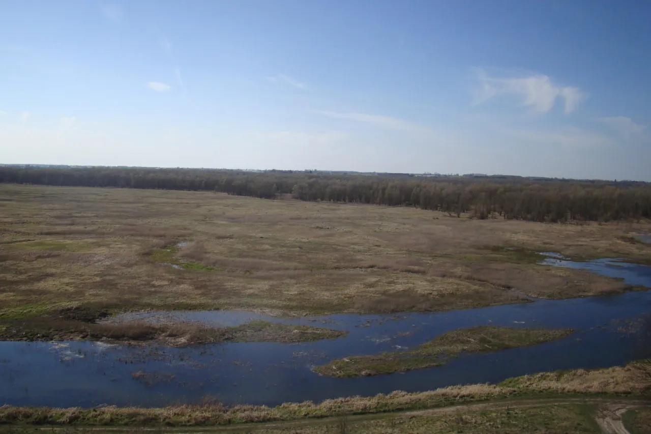 Rozległe tereny podmokłe i lasy w rezerwacie przyrody Jeziorsko. Woda odbija błękitne niebo.