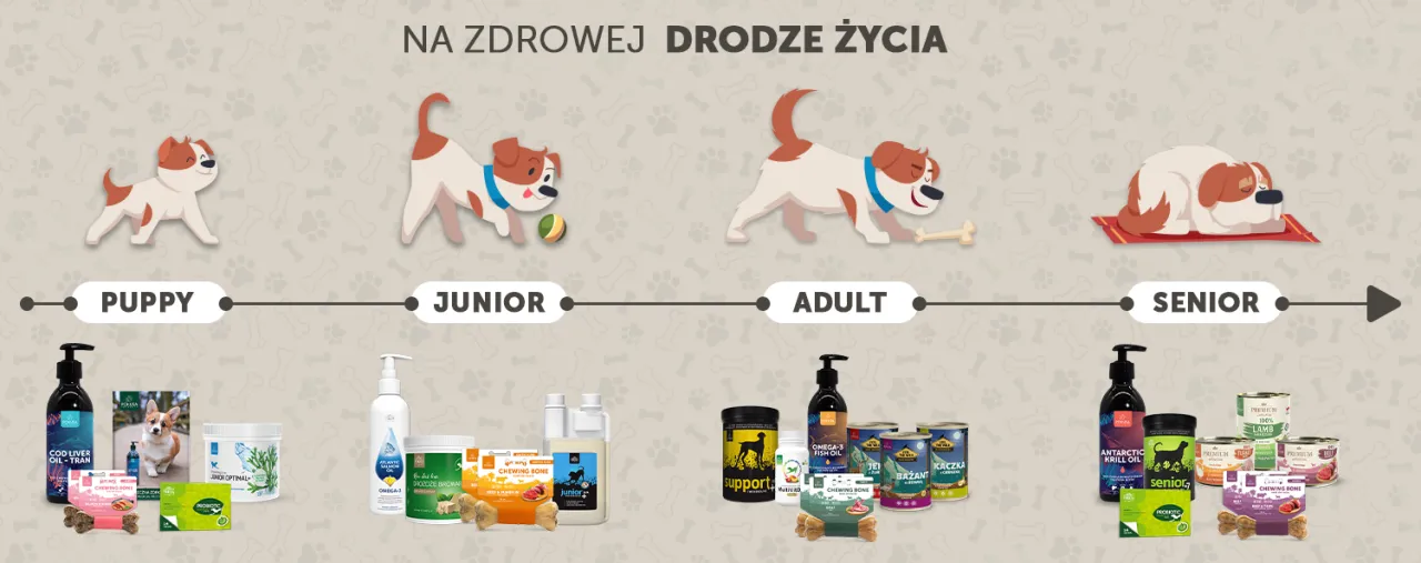 Minimalny wiek odbioru szczeniaka infografika